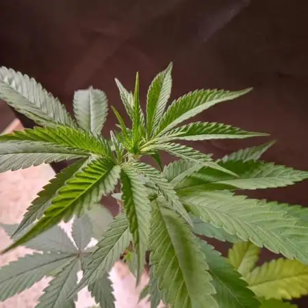 Unos helados ??? Ice cream haze