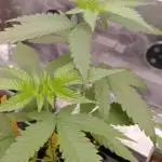 Unas naranjas ?? Orange bud 2.0