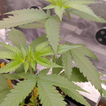 Unas naranjas ?? Orange bud 2.0
