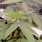 Unos helados ??? Ice cream haze