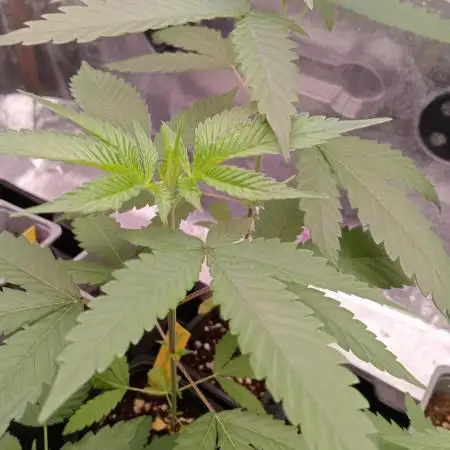 Unos helados ??? Ice cream haze