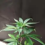 Unas naranjas ?? Orange bud 2.0