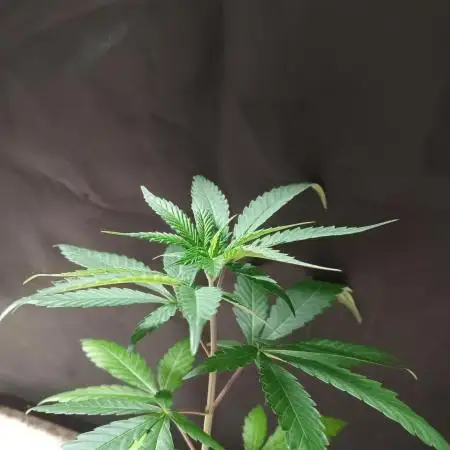 Unas naranjas ?? Orange bud 2.0