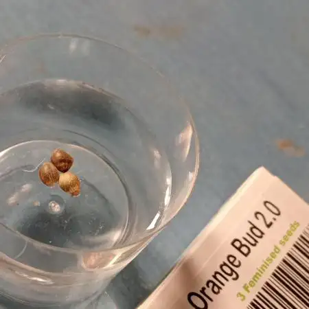 Unas naranjas ?? Orange bud 2.0