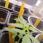 Unas naranjas ?? Orange bud 2.0