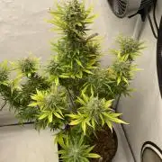 Barneys GMO Auto
