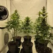 Barneys "Purple Drizzle"