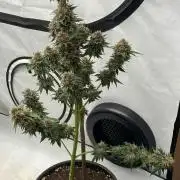 Barneys Super Boof