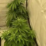 Barneys G13 Haze Fem