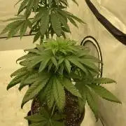 Barneys G13 Haze Fem