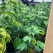 New Room - G13 Haze and Blue Gelato 41