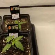 Barneys G13 Haze Fem