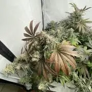 More Barney´s for my own pleasure