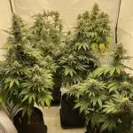 Barney´s for my own pleasure