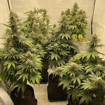 Barney´s for my own pleasure