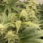 More Barney´s for my own pleasure