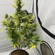 Barneys GMO Auto