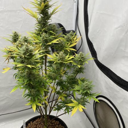 Barneys GMO Auto