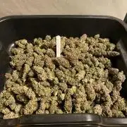 Barney´s for my own pleasure