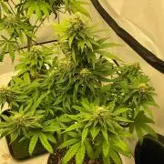 Barneys G13 Haze Fem