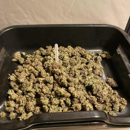 More Barney´s for my own pleasure