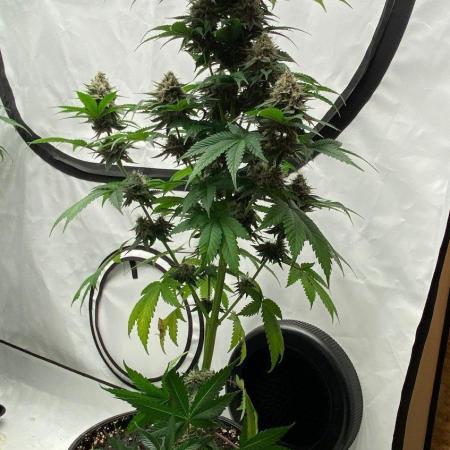 Barneys Super Boof