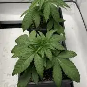 Barneys G13 Haze Fem