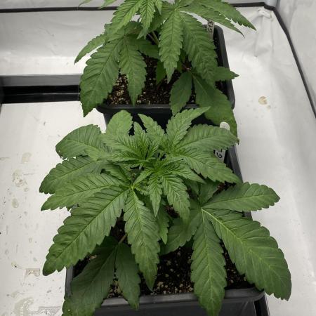Barneys G13 Haze Fem