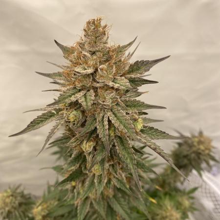 Barney´s for my own pleasure