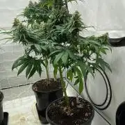 Barneys G13 Haze Fem
