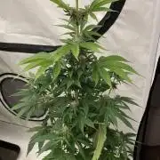 Barneys Super Boof