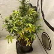 Barneys GMO Auto