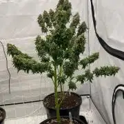 Barneys G13 Haze Fem