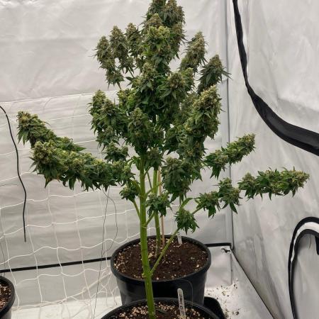 Barneys G13 Haze Fem