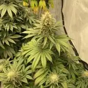 Barney´s for my own pleasure