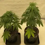 Barneys G13 Haze Fem