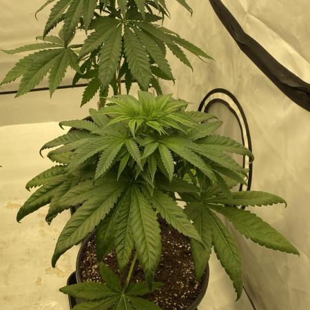 Barneys G13 Haze Fem