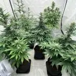 Barney´s for my own pleasure