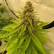 Barneys Super Boof