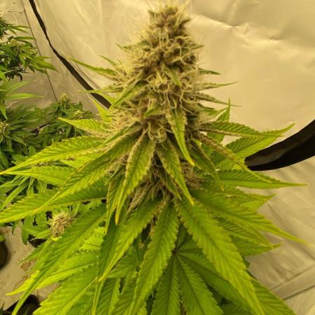 Barneys Super Boof