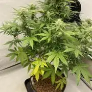 Barneys GMO Auto