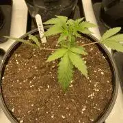 Barneys GMO Auto