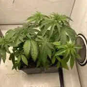 Barneys G13 Haze Fem