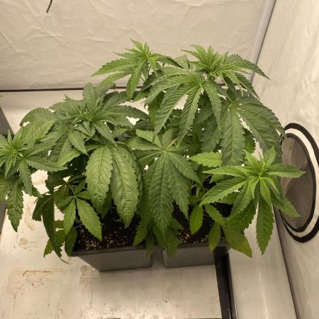 Barneys G13 Haze Fem