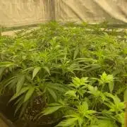 New Room - G13 Haze and Blue Gelato 41