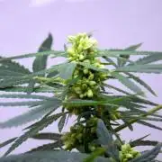 Using STS - To Make Fem Seeds