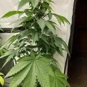 Barneys Super Boof