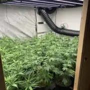 New Room - G13 Haze and Blue Gelato 41