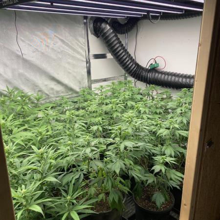 New Room - G13 Haze and Blue Gelato 41