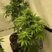 Barneys G13 Haze Fem